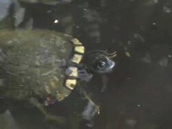 Water turtle 9 Stock Footage