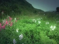 MS SLO MO POV Woman jogging on trail with flowers / Cape Blanco, Oregon, United States Stock Footage
