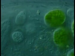 CU microscopic view of Ciliate protozoans, bacteria and algae, in water sample from farmyard puddle Stock Footage
