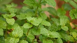 Green peppermint leaves Stock Footage