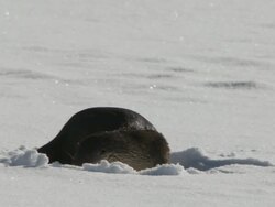 MS Lontra on snowy ice / Yellowstone National Park, Montana and Wyoming, United States Stock Footage