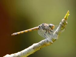Dragonfly Stock Footage