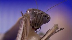 A praying mantis eats a maggot. Stock Footage