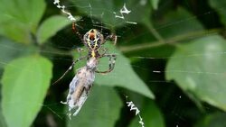spider on web eating insect Stock Footage