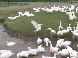 WS View of flock of geese / Serrig, Rhineland-Palatinate, Germany Stock Footage