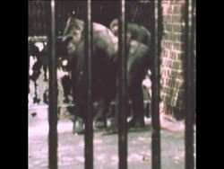 SYND 4-9-73 BIRTHDAY PARTY FOR GORILLA IN NEW YORK ZOO News Clip
