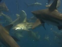 Blacktip Shark (Carcharhinus limbatus) Stock Footage