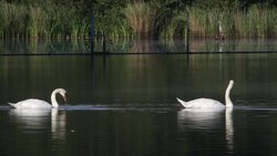 HD video two white swans feeding in dark waters Stock Footage