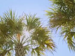 Sun Palm trees gently waving in the wind Stock Footage