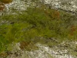 ORGANIC MATTER : close-up, vortex, white back (TRANSITION) Stock Footage