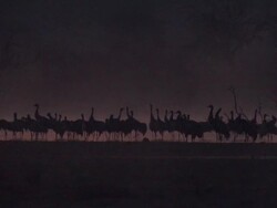 European Cranes (Grus grus) silhouetted on lake shore, North East Extremadura in Dehesa. Stock Footage