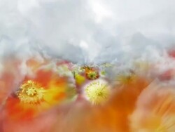 BLOOMING GERANIACEAE FIELD  - clouds/geraniaceae/clouds/white (seamless loopable) Stock Footage