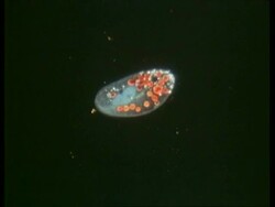 MS microscopic view of Paramecium Stock Footage