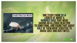 Can Pets Be Allergic to People? Instructional Video