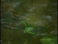 Green snake swimming in river, slithers onto rock, Western Ghats, India Stock Footage