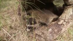 Raccoon kits play in a hollow log. Stock Footage