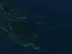 High Angle hand-held - A great white shark swims at the surface of the ocean. Stock Footage