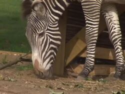 Zufari Animals At Chessington World Of Adventures News Clip