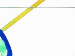 Goldfish being caught Stock Footage