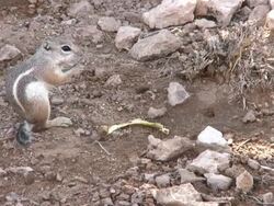 Chipmunk Stock Footage