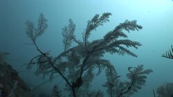 Aquatic plants sway in the current of the Mekong River. Stock Footage