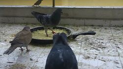 Pigeons eating meal Stock Footage