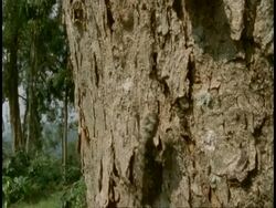 MS lizard landing on vertical tree trunk, Western Ghats, India Stock Footage