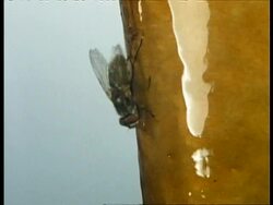CU House Fly lands on sticky fly-paper, UK Stock Footage