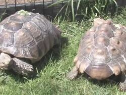 Large turtle 8 - HD 30F Stock Footage