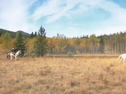 Cowboys galloping on Horseback through pasture Stock Footage