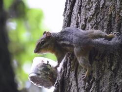 CU Shot of Eastern chipmunk gathering seeds and nuts from cup on tree Stock Footage