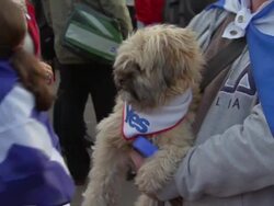 Scottish Referendum: Yes vote supporter with dressed up dog News Clip