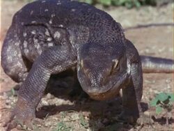 CU Zooming out, African Savannah Monitor Lizard, Kenya Stock Footage