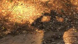 Cowboy Stock Footage