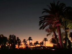 HD: Palm trees in the night Stock Footage