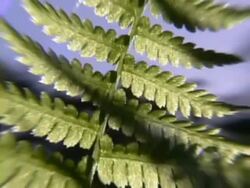 FLORA (DV) Stock Footage