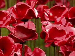 Armistice Day 2014 Poppies at Tower of London News Clip