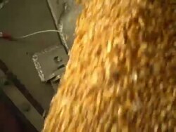 Corn Coming Out of Chute Stock Footage