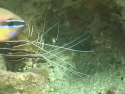 CU Shot of Shrimp hiding and swimming under rock ledge covering with sponges and coral / Matola, Maputo, Mozambique Stock Footage