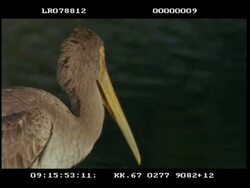 MCU Yellow billed stork, juvenile, head in profile Stock Footage