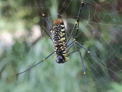 spider with Cobweb. Stock Footage