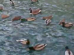 Duck. Stock Footage