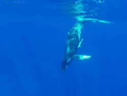 Baby Humpback Whale swimming  at the surface Stock Footage