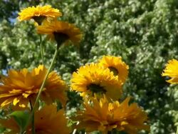 MS Bloom yellow heliopsis tree / Koblenz, Rhineland-Palatinate, Germany Stock Footage