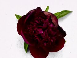 Peony Stock Footage