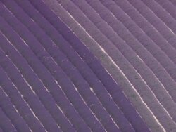 MS AERIAL ZO Shot of Lavender fields / Rhone Alpes, France Stock Footage