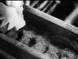 MASS EGG PRODUCTION News Clip