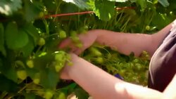 Female farm worker picks strawberries in poly tunnel Stock Footage