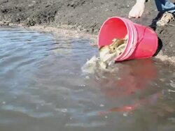 Lake Fish Stocking with Yellow Perch Stock Footage