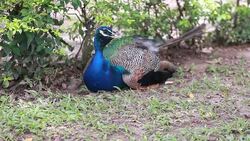 Peacock Stock Footage